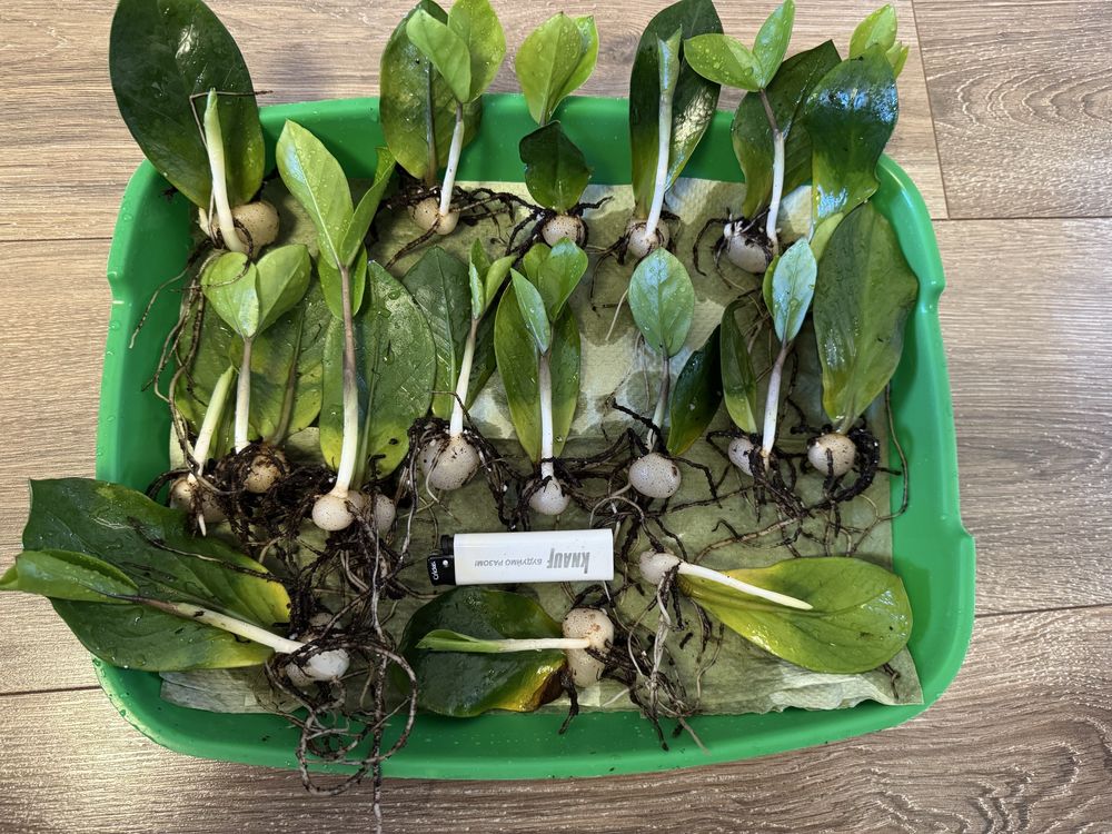 Zamioculcas zamiifolia/Заміокулькас дітки/Вкорінені з бульбами