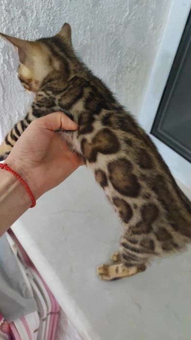 Бенгальский котенок