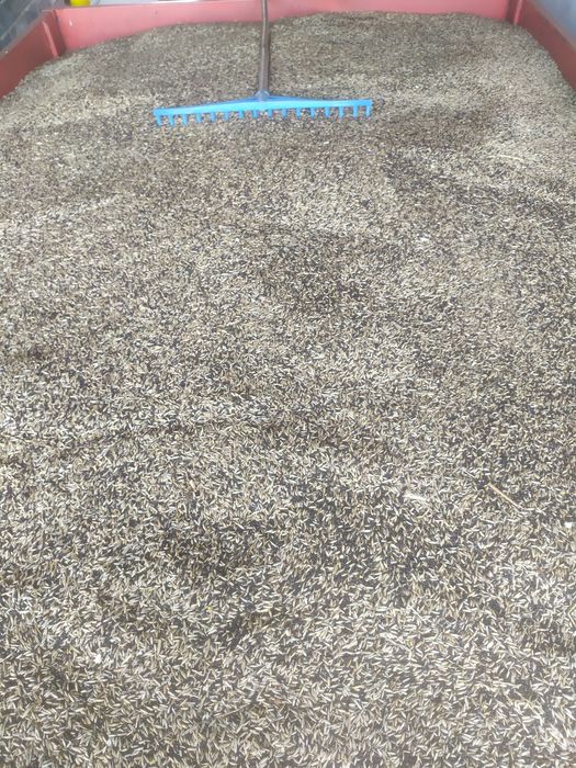 Wyka, Żyto, Owies - mieszanka idealna na poplon lub pasze dla zwierząt