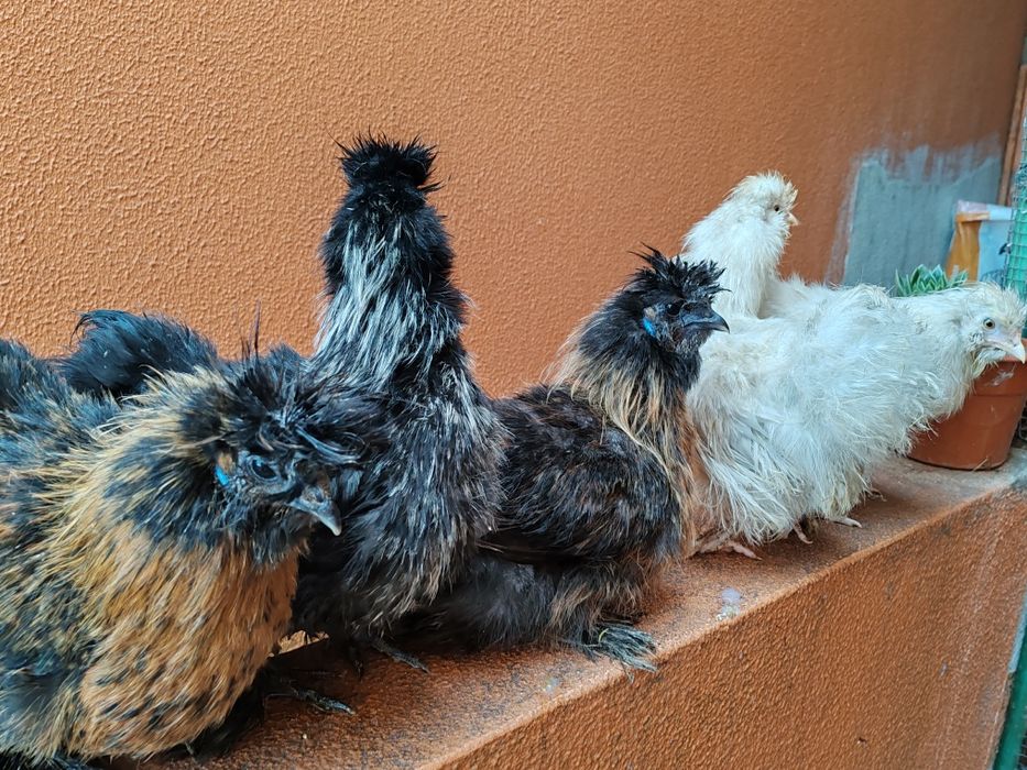 Sedosas barbudos e fracas cinza claro cores diversa