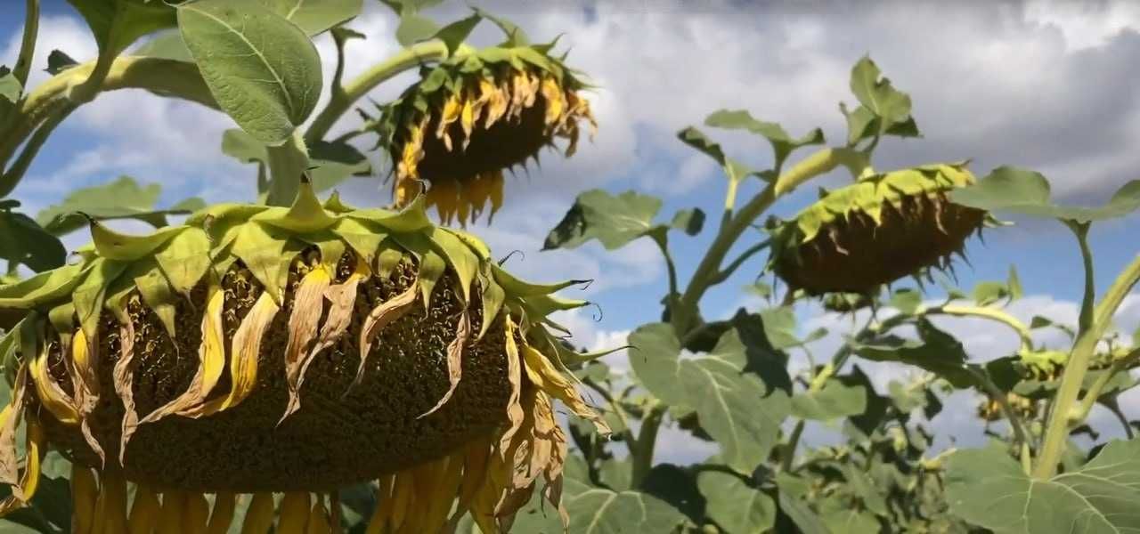 насіння соняшнику Рекольд. під гранстар для найтяжчих погодних умов