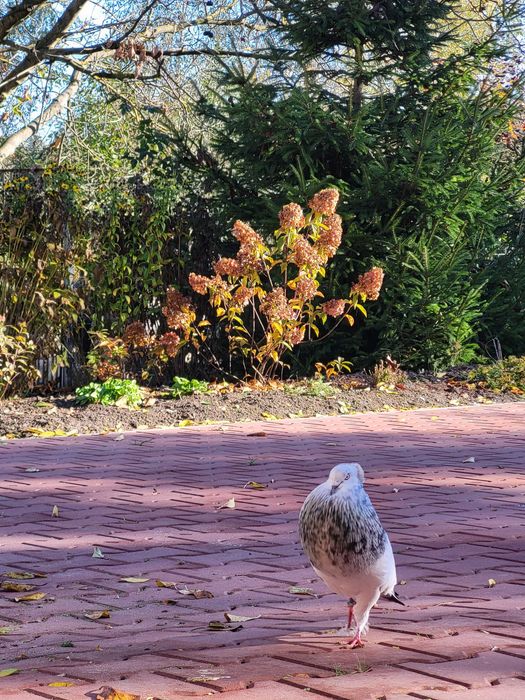 Sprzedam Garłacze Koroniaste