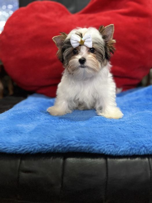 Міні малюк Бівер Йорк.КСУ.Привитий.