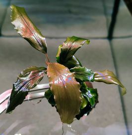 Bucephalandra Brown Rarytas