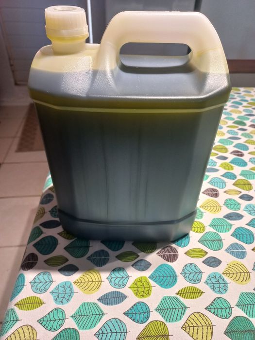 Azeite colheita 2025