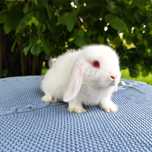 Mini lop rasowy metryka legalna hodowla miniaturka baranek