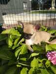 Uroczy beżowy chłopczyk chihuahua