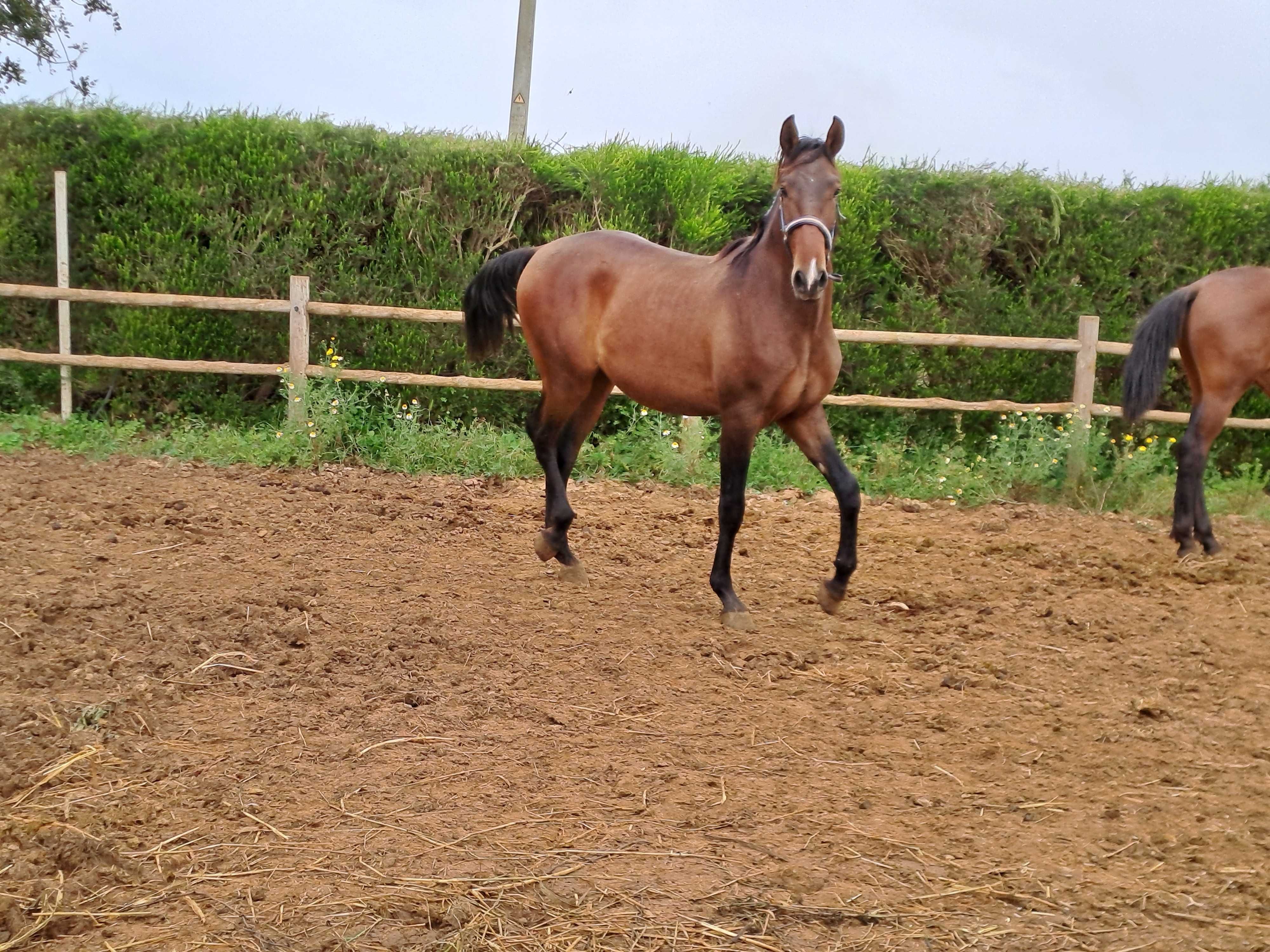 Poldro lusitano para vende