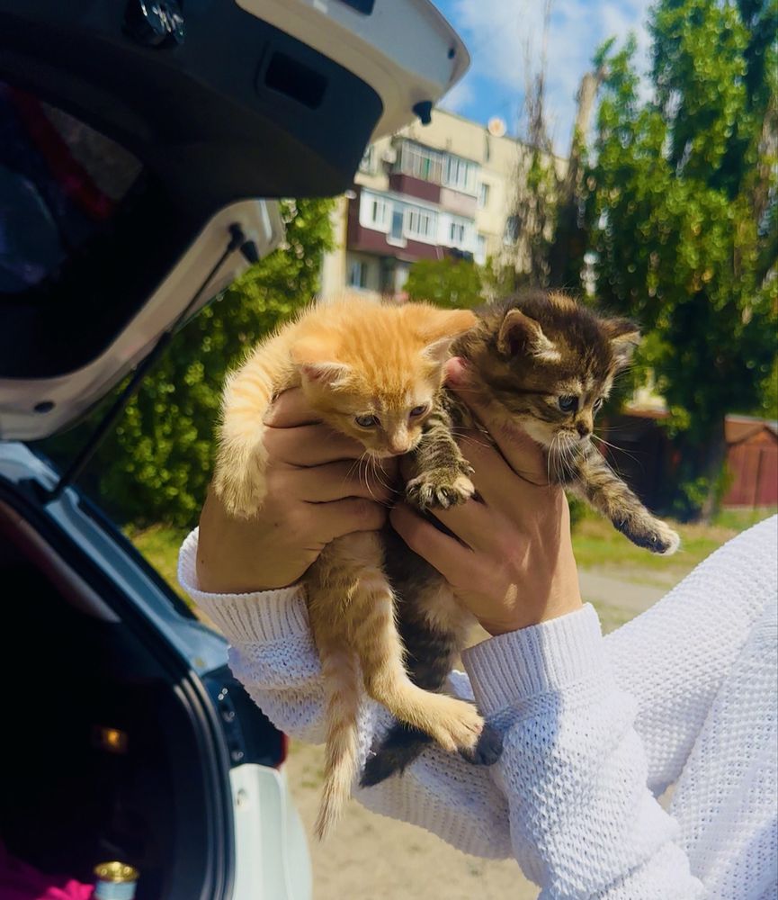 Гарнюні кошенята руденькі і черепахові