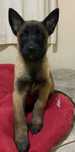 Pastor belga malinois