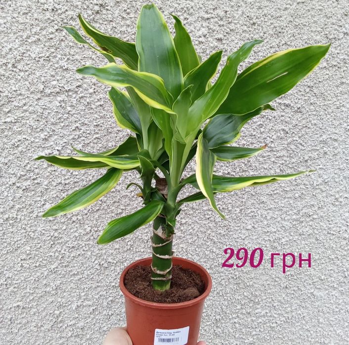 Азалія, драцена, нейтера, сансевієрія муншайн, маранта, хомаломена