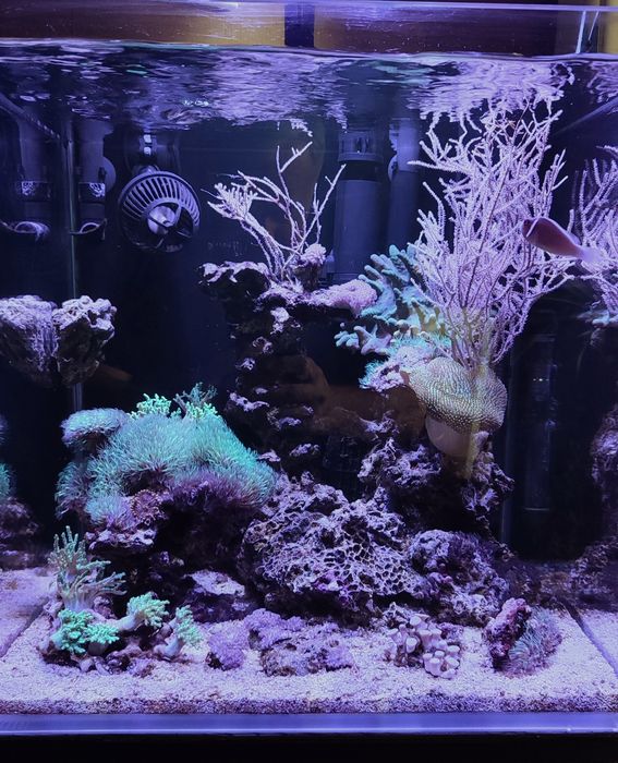 Akwarium morskie . Likwidacja . Całe życie. Koralowiec