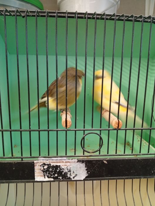 Canarios gloster 2025