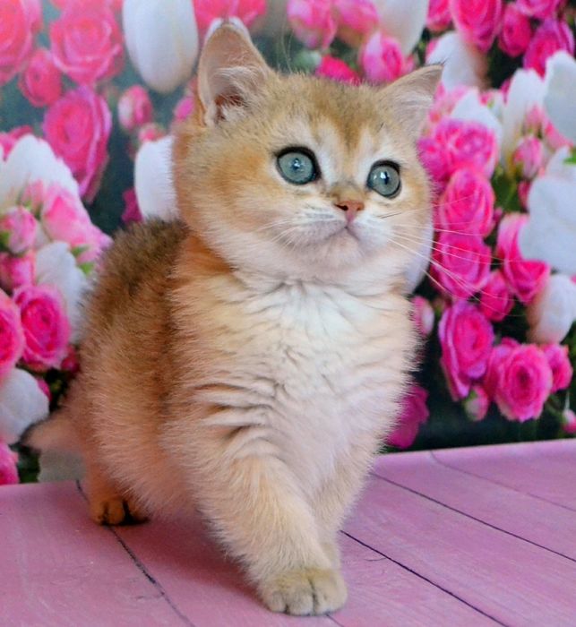 Золота шиншила дівчинка