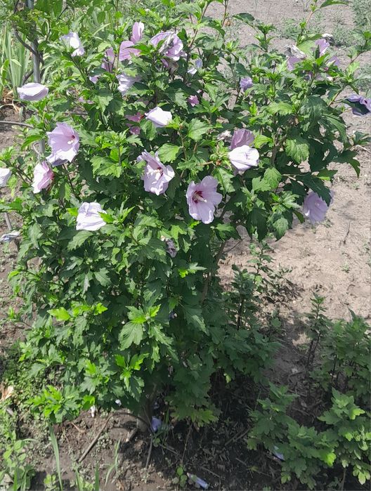 Продам гібіскус  дерево