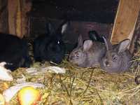 Кролики  породи термонська біла +французький баран зхрещені