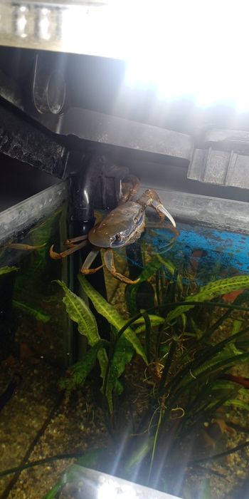 Duży krab tęczowy