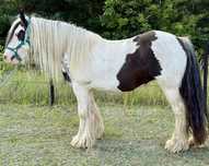 Gypsy Cob, klacz