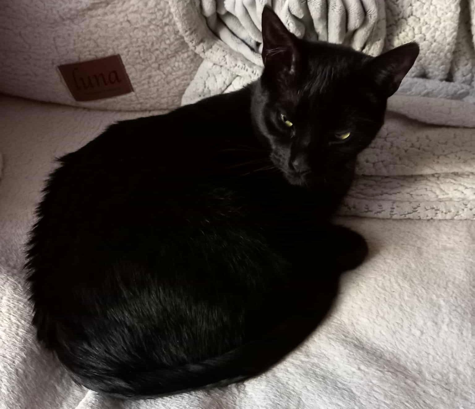 Koty poszukują domu! Koty do adopcji