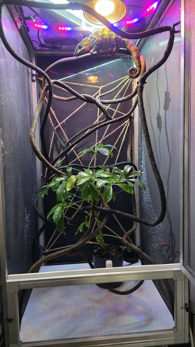 Terrarium flexarium dla kameleona lamparci 50x50x100