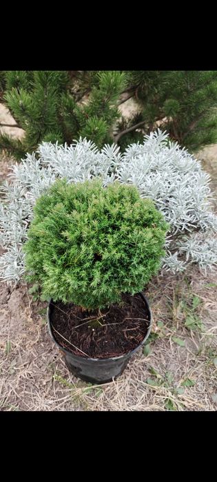 Туя, ялівець, можжевельник, сосна, кипарисовик