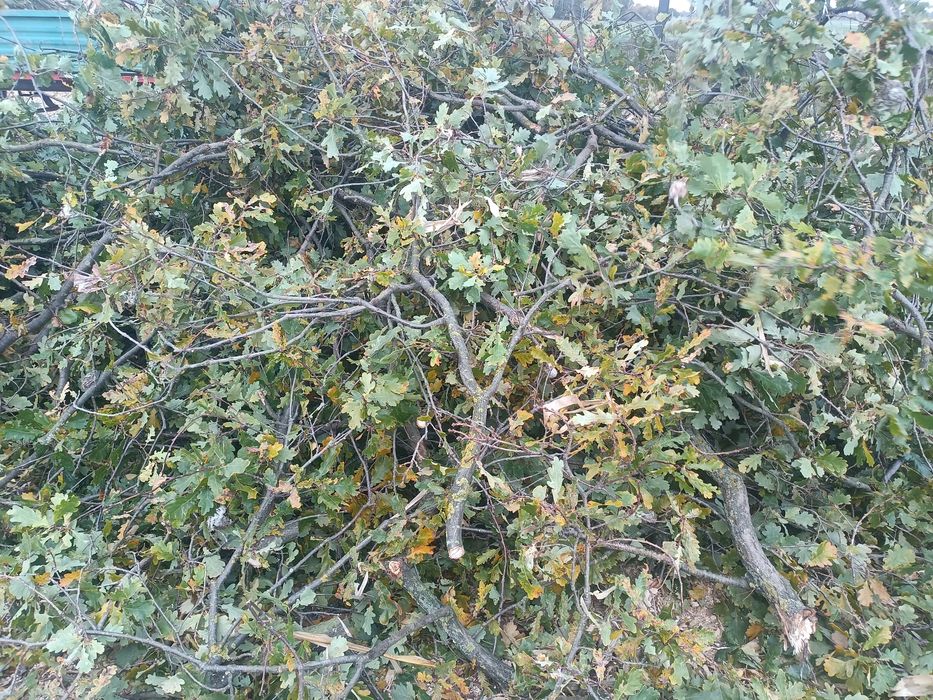 Oddam dębowe gałęzie