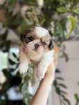 Shih tzu FCI suczka