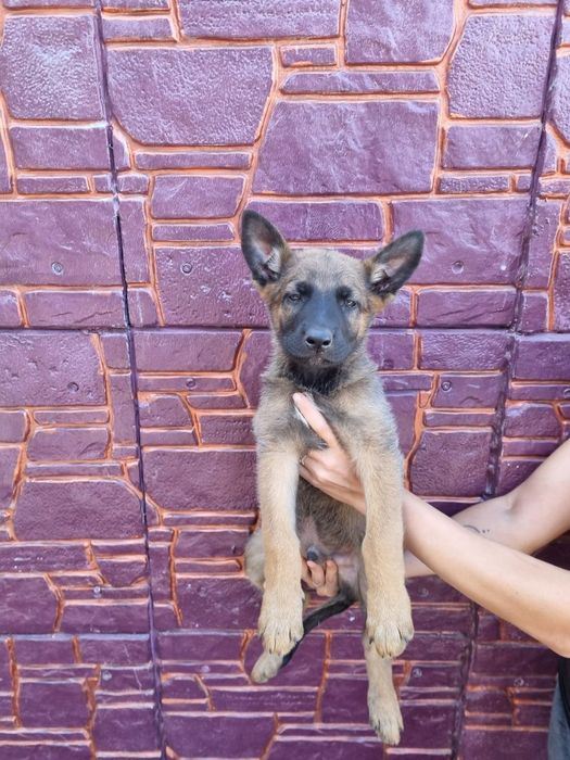 Продам Щенков. Дуже гарна охорона