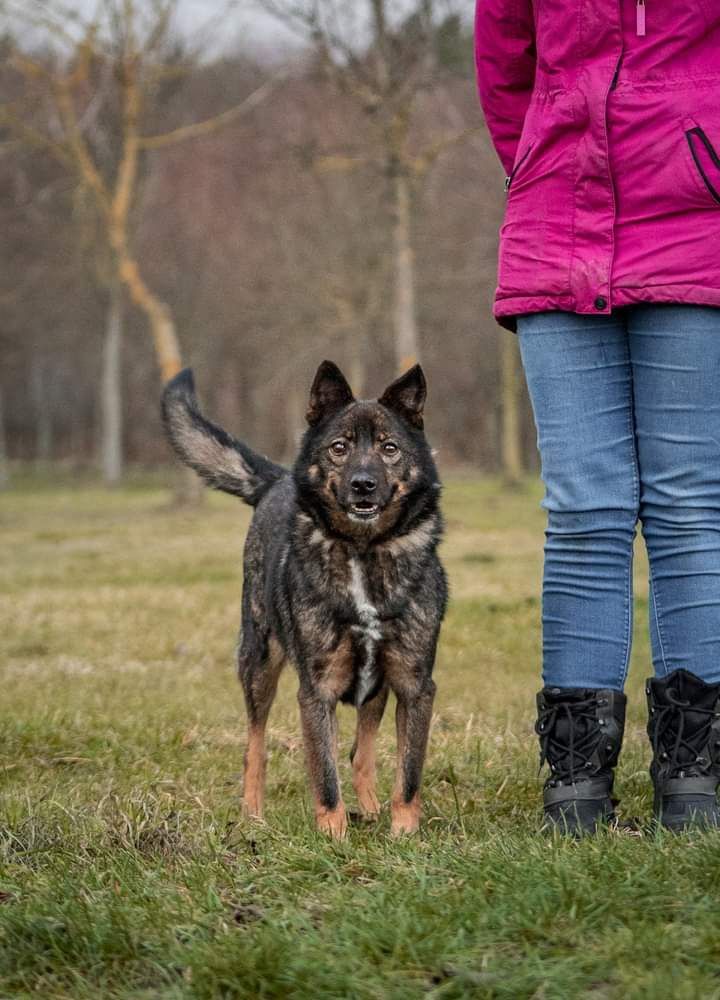 Wiecznie uśmiechnięty, średniej wielkości Psiak szuka Domu!