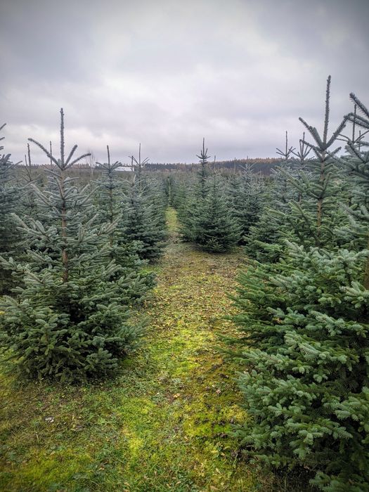 Detal Okolice Bydgoszczy Plantacja choinki Jodła kaukaska Świerk