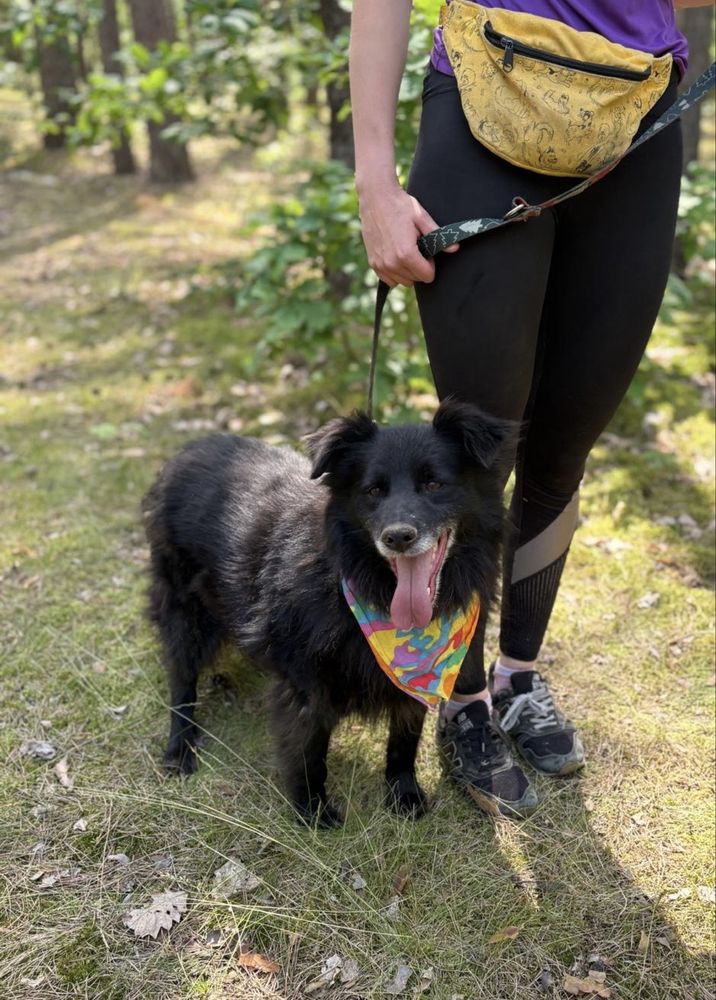 Kruczek - piesek ideał, zapomniany za kratami! Adoptuj