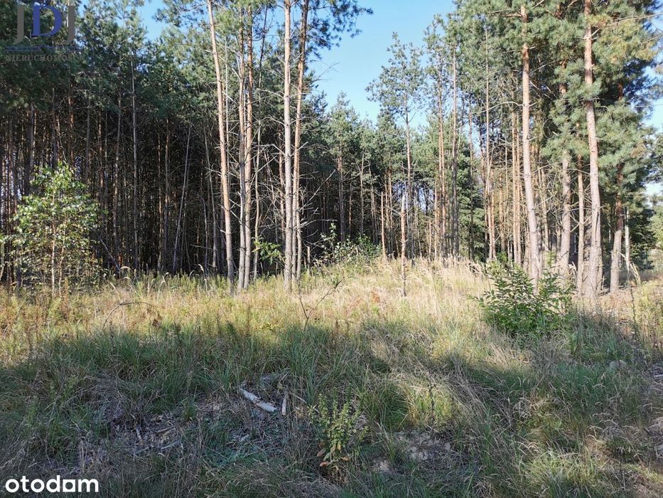 Las sosnowy 2 ha. Osowa. Hańsk
