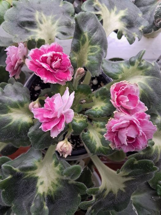 Фіалки дорослі сортові