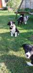 Border Collie piesek
