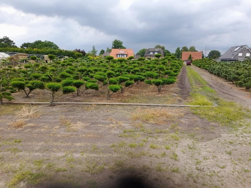 Bonsai-Niwaki formowane sosna cis jałowiec. Laurowiśnia jodła szmaragd