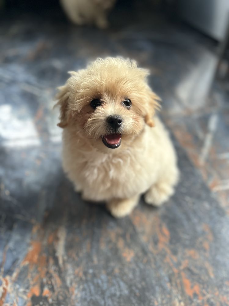 Maltipoo śliczny piesek