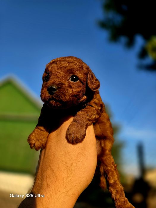 Pudel toy red brown pieske Wyjątkowej urody