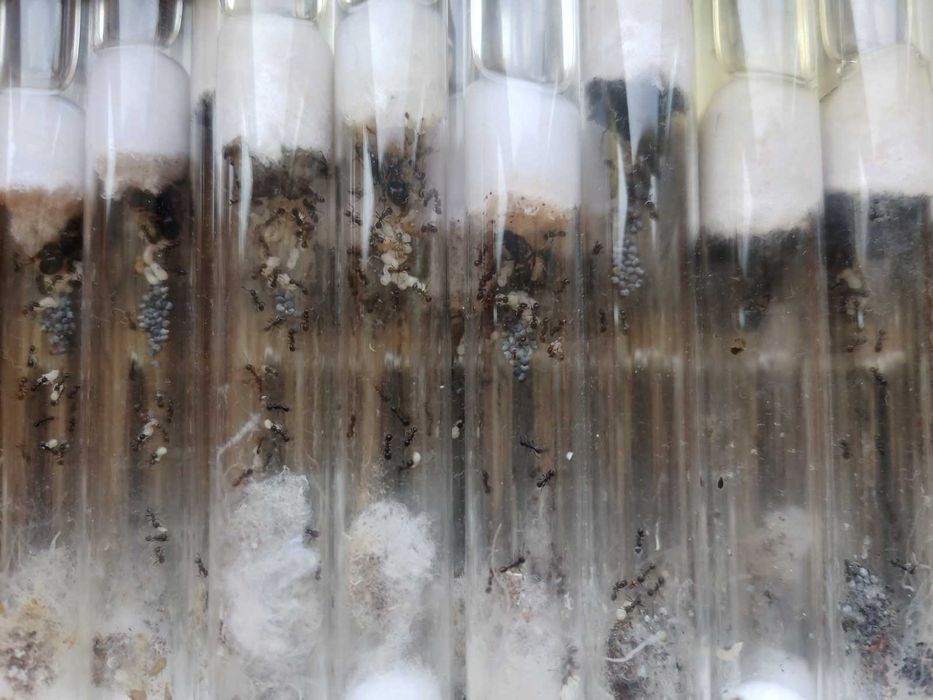 Мурахи Messor Structor, мурахи женці, муравьи жнецы, мессор структор