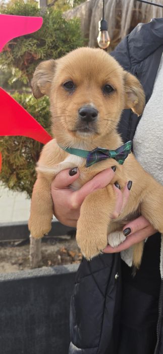 Psie dzieciątko szuka domu! Sunia 12 tygodni