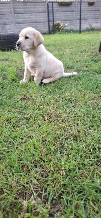 Labrador retriever szczeniak