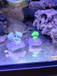 Akwarium morskie caluastera miętowa i zielona ultra fluo