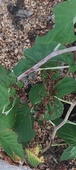 Straszyk Trachyaretaon sp. North Luzon