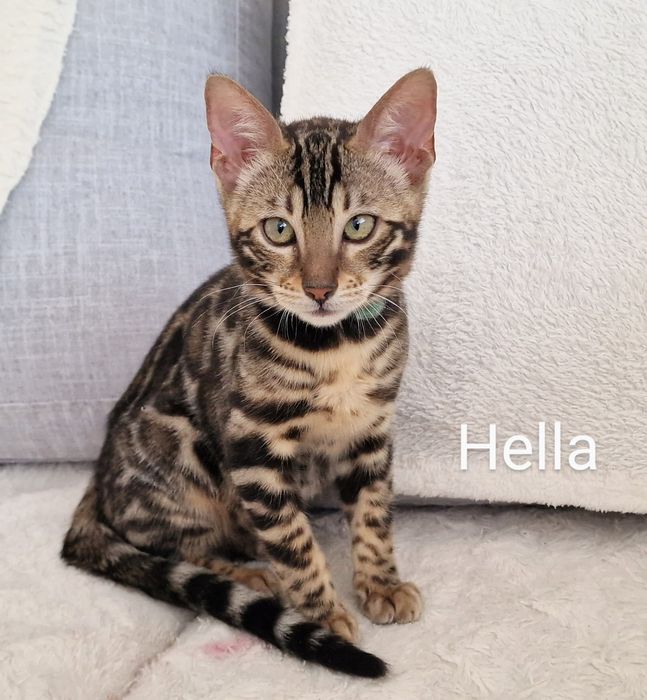 Kot bengalski - smutna Helenka