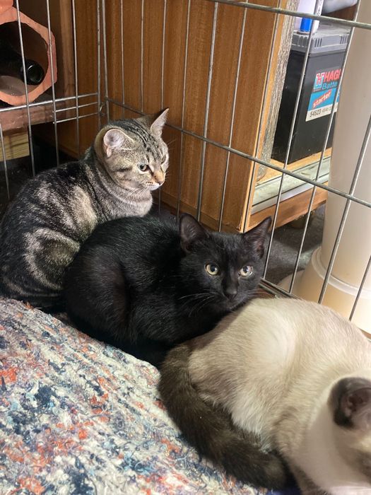 Adoção responsável Tobias