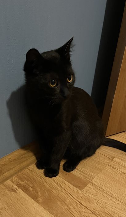 Віддам гарне кошеня