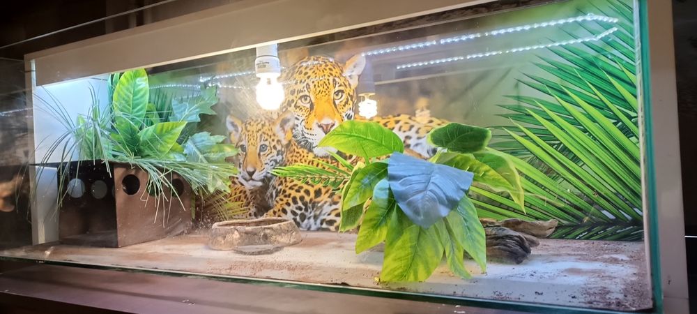 Terrarium wyposażone z oświetleniem.