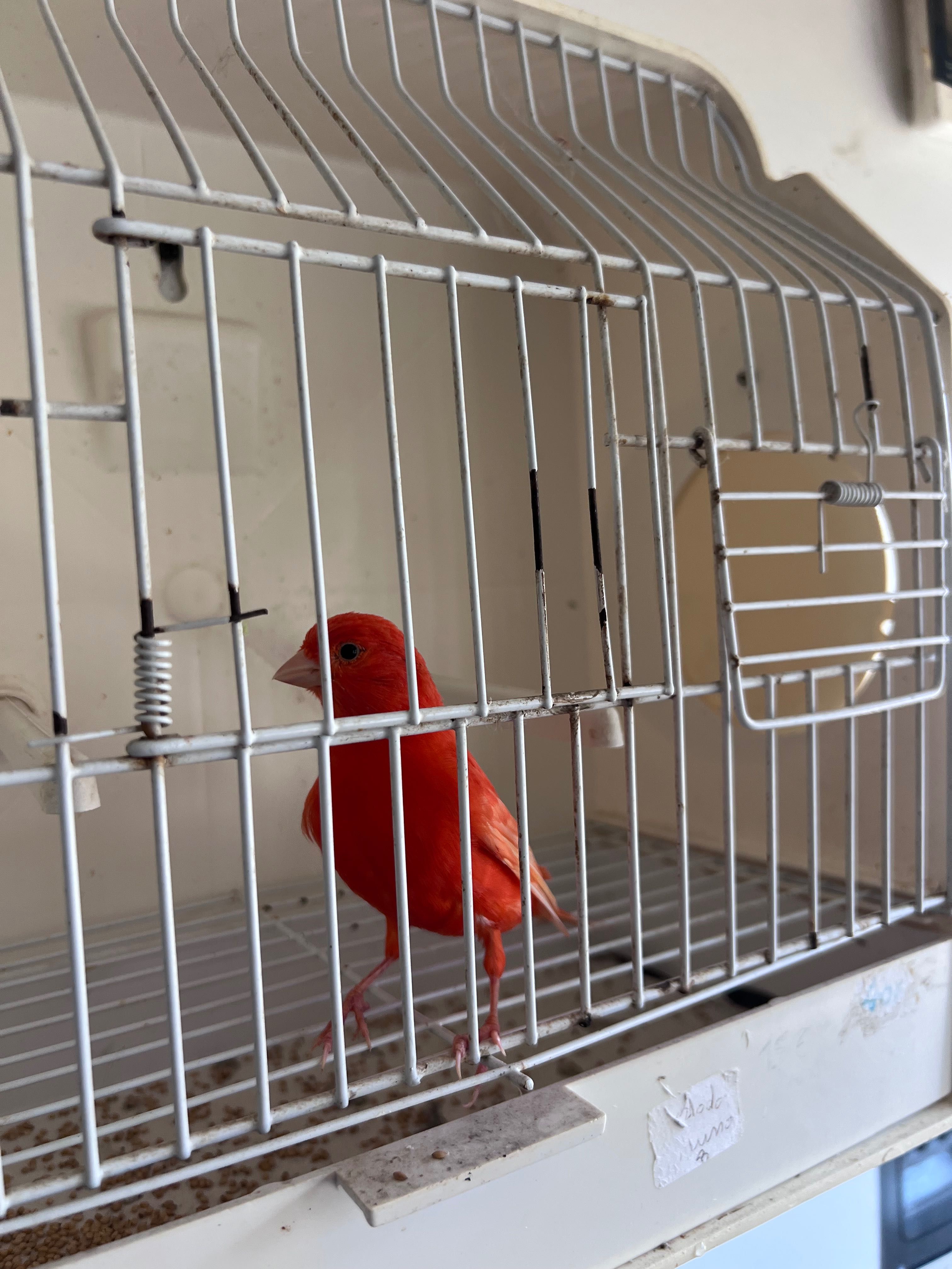 Canário Vermelho