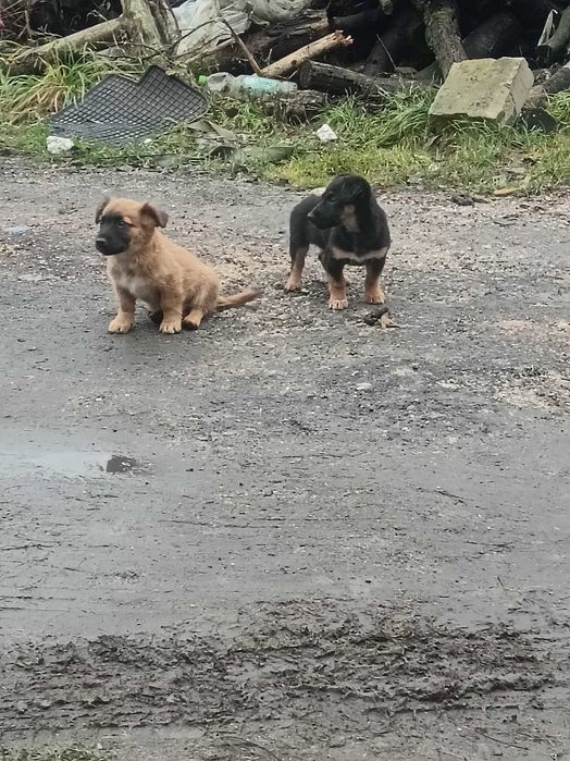 Pieski oddam za darmo