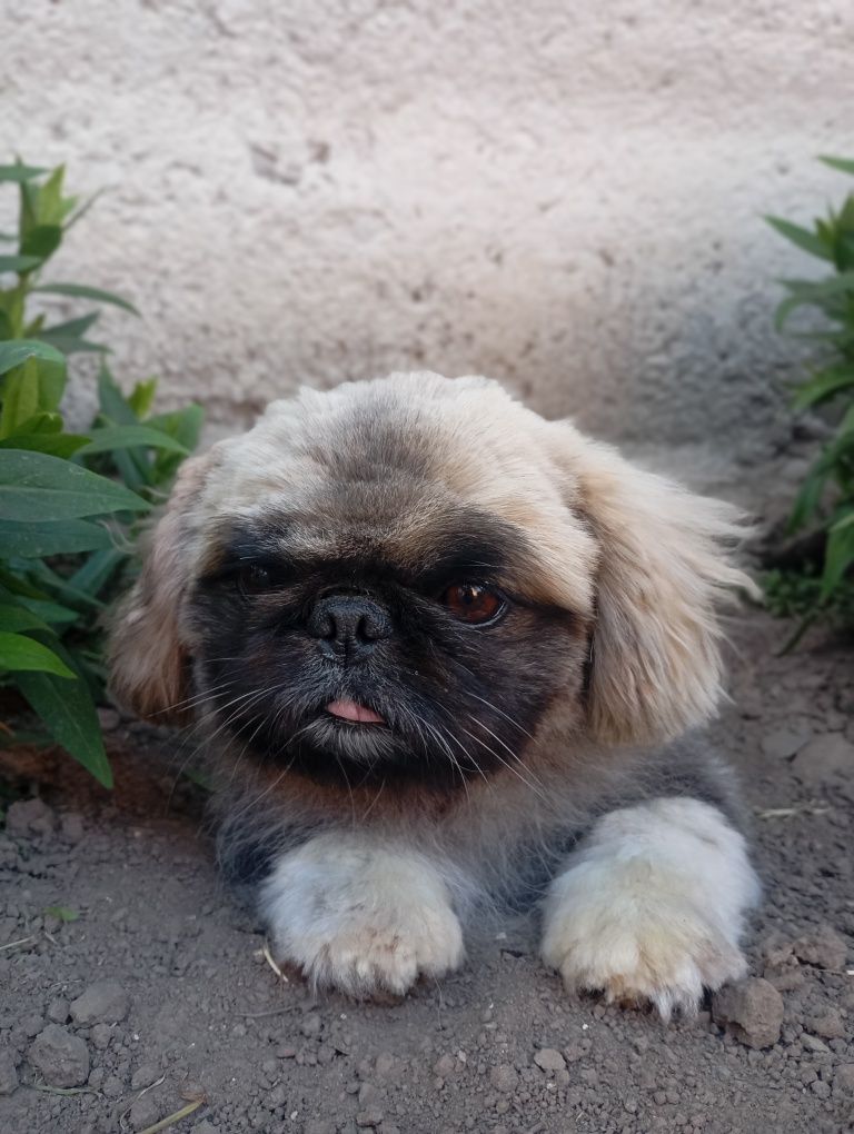 Для в'язки королівський пекінес