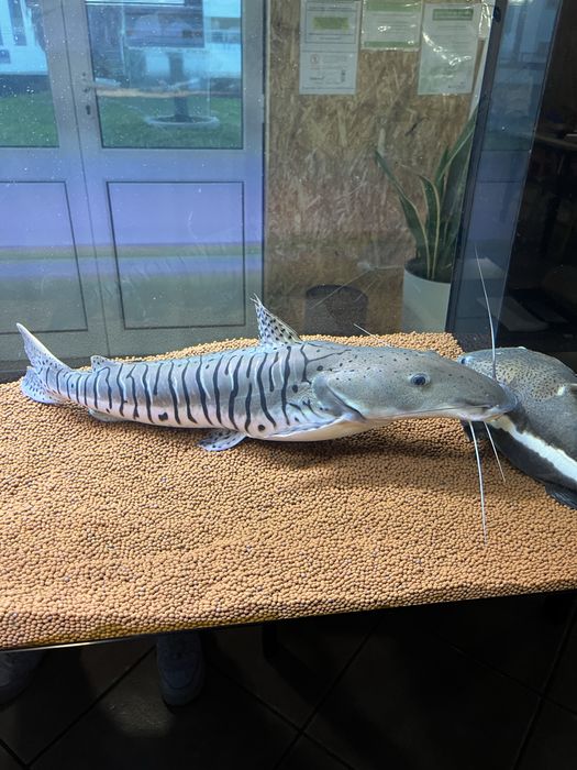 TSN e redtail juntos